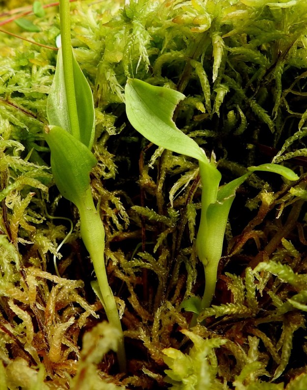 Hammarbya paludosa - suovalkun tapaa useimmiten rahkasammalpinnalta. Se vaatii läsnä olevaa vettä eikä kestä kuivumista. Kuvan yksilöillä vettä kyllä riittää, mutta niitä on vaivannut jokin pieni eläin, ehkä myyrä, joka on napsinut toisen kämmekän kukkavarren ja järsinyt pahanlaisesti myös lehtiä. EH, Kangasala, Sahalahti, Isolahti, Mutajärvi-lammen rantaneva upottavan rimmen laidoilla, lähellä vesirajaa, 9.7.2021. Copyright Hannu Kämäräinen.