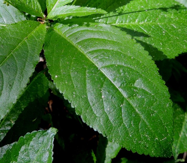 Mercurialis perennis - lehtosinijuuren lehtilapa on päältä tummanvihreä, soikea, suippo- ja teräväkärkinen sekä laidoiltaan pieni- ja tiheähampainen. Molemmat pinnat sekä lehtilaita ovat lyhytkarvaiset. Pituutta lehtilavalla on tavallisesti noin 5-9 cm ja leveyttä leveimmältä kohtaa noin 1,5-4 cm. U, Järvenpää, Keravanjoen itäpuoli, Lemmenlaakso, joen ranta ja lehtoinen rantametsä, 21.5.2016. Copyright Hannu Kämäräinen.