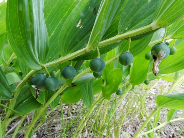 Polygonatum odoratum - kalliokielon marjasato vaihtelee. Toisissa kasvustoissa marjoja kehittyy niukasti ja toisinaan marjamäärä voi olla runsaskin niin, että lähes kaikista kukista kehittyy marja. Marja on ennen kypsymistään sinertävän vihreä. Kuvassa näkyy hyvin varren särmikkyys. EH, Lahti, ratapiha-alue entisen tavara-aseman kohdalla, soramaa, 19.7.2011. Copyright Hannu Kämäräinen.