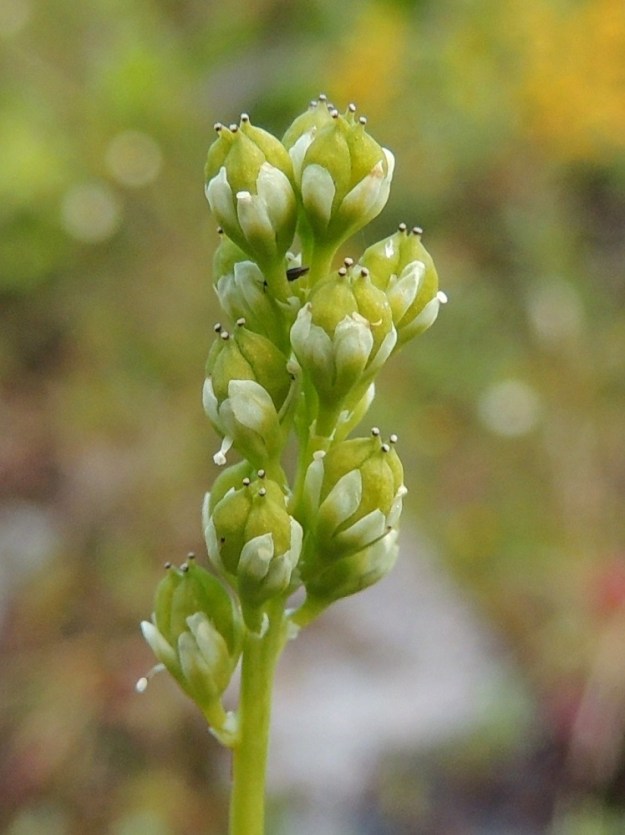Tofieldia pusilla - pohjankarhunruohon kota on leveänsoikea ja kolmesta lähes erillisestä, tuppilomaisesta osasta muodostunut. Se on noin 3-3,5 mm pitkä ja noin 2,5 mm paksu. Väri on aluksi vihreä ja tummuu kypsyessään ruskeaksi. Kota avautuu sisäsaumoistaan. Kehälehdet säilyvät myös kotavaiheessa, mutta menettävät kellertävän sävynsä. EnL, Enontekiö, Kilpisjärvi, Saanan lounainen alarinne Käsivarrentien laidassa, lettosuon reunan valuvetinen kivikkorinne, 485 m mpy, 16.7.2013. Copyright Hannu Kämäräinen.