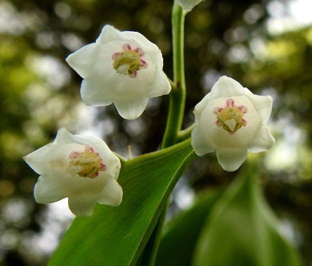 Convallaria majalis - (kello)kielon kukassa on kuusi noin 4 mm pitkää hedettä, jotka ovat. tyvestään kiinnittyneet kehään. Ponnet ovat kellanvihreät ja noin 2 mm pitkät. Emiön sikiäin on pallomainen ja halkaisijaltaan noin 2 mm. Emin vartalo on suora ja noin 2-3 mm pitkä. Luotti on tasaisen liuskaton. EH, Hämeenlinna, Vuorentaka Kurala, Lakeentien päästä lähtevän metsä- ja peltotien laide, 1.6.2019. Copyright Hannu Kämäräinen.