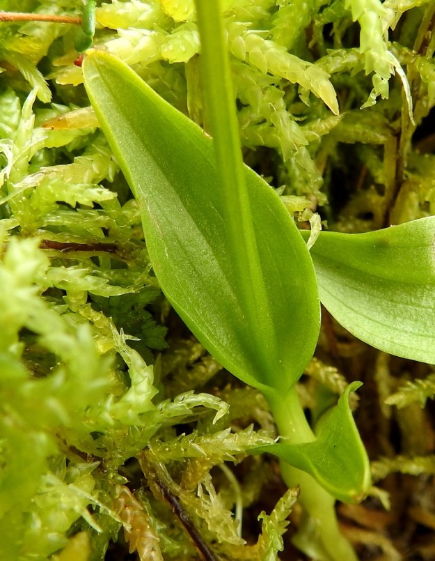 Hammarbya paludosa - suovalkun lehti on ruoditon, soikea ja tylppäkärkinen sekä vihreä tai vaaleanvihreä. Se on paksuhko, kovera, ehytlaitainen ja silposuoninen. Pituutta lehdellä on tavallisesti noin 1-3 cm (kuvan ylempi lehti on 3 cm) ja leveyttä leveimmältä kohtaa noin 0,4-1,2 cm. Tyvipaksunnoksen alapuoliset lehdet voivat olla pienempiäkin. EH, Kangasala, Sahalahti, Isolahti, Mutajärvi-lammen rantaneva upottavan rimmen laidoilla, lähellä vesirajaa, 9.7.2021. Copyright Hannu Kämäräinen.