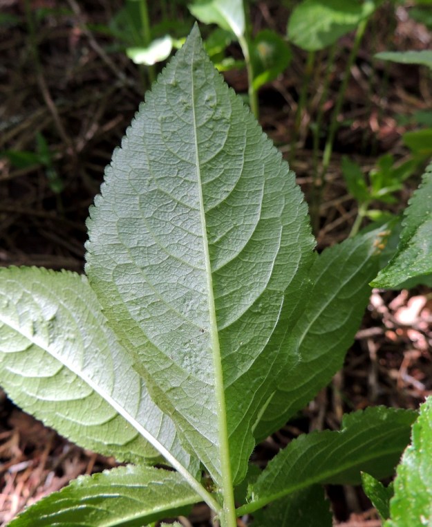 Mercurialis perennis - lehtosinijuuren lehtilavan alapinta on yläpuolta vaaleampi ja sen suonitus on koholla. U, Järvenpää, Keravanjoen itäpuoli, Lemmenlaakso, joen ranta ja lehtoinen rantametsä, 21.5.2016. Copyright Hannu Kämäräinen.