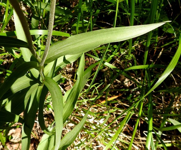 Cephalanthera rubra - punavalkun varsilehdet ovat alinta lukuun ottamatta kapeanpuikeat tai suikeahkot, pitkä- ja teräväkärkiset sekä tavallisesti noin 8-12 cm pitkät ja leveimmältä kohtaa noin 1,5-2 cm leveät. Niiden tyvi on vartta ympäröivä. Kaikki varsilehdet ovat molemmin puolin tasaisen vihreät, silposuoniset ja ehytlaitaiset sekä kaljut. V, Salo, 3.7.2021. Copyright Hannu Kämäräinen.