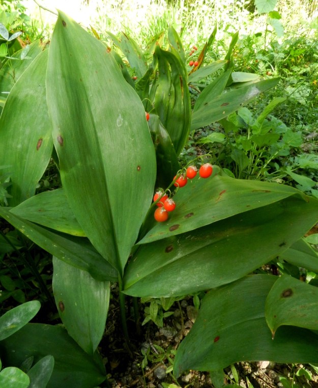 Convallaria majalis - (kello)kielon kukat ovat medettömät, mutta houkuttelevat tuoksullaan hyönteisiä, jotka keräävät heteistä siitepölyä ja samalla pölyttävät kukat. Niinpä kukintoterttuun kehittyy yleensä runsaahkosti marjoja. EH, Hämeenlinna, Aulanko, Aulangonjärven länsiranta, ulkoilumajalta Aulangon-Heikkilän tielle johtavan polun varsi, 4.9.2011. Copyright Hannu Kämäräinen.
