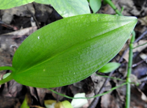 Malaxis monophyllos - sääskenvalkun lehti on ruoditon, soikea tai leveänsoikea ja kärjestään lyhytsuippuinen sekä yläpuolelta vihreä. Se on ohuehko, ehytlaitainen ja silposuoninen sekä samalla verkkosuoninen. Lehdessä on myös selvä keskisuoni, joka yläpuolella on uurroksessa. Pituutta lehdellä on tavallisesti noin 3-7 cm ja leveyttä leveimmältä kohtaa noin 1,5-3,5 cm. U, Vantaa, 27.6.2021. Copyright Hannu Kämäräinen.