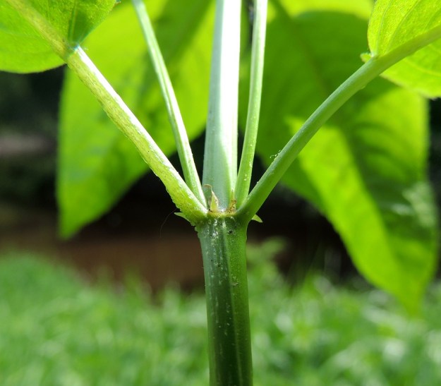 Mercurialis perennis - lehtosinijuuren lehtikorvakkeet ovat lehtien kokoon nähden olemattoman pienet. Ne ovat kapean kolmiomaiset ja vain noin 2-4 mm pitkät. U, Järvenpää, Keravanjoen itäpuoli, Lemmenlaakso, joen ranta ja lehtoinen rantametsä, 21.5.2016. Copyright Hannu Kämäräinen.