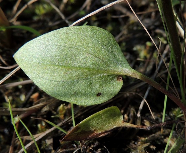 Parnassia palustris - suovilukon lehdet ovat silposuoniset ja molemmin puolin kaljut. OP, Oulu, Oulunsalo, Pajuniemi, Riuttu, merenrantaniitty Hailuodon lauttarannan lähellä, 17.7.2015. Copyright Hannu Kämäräinen.