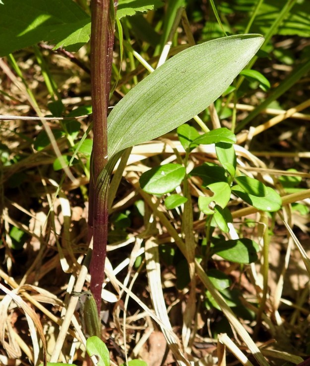Cephalanthera rubra - punavalkun varren alaosa on kalju. Sen tyvellä on 3-5 väljää, tuppimaista ja lavatonta tai lähes lavatonta alalehteä (kuvassa niistä ylin on näkyvillä). Alin varsilehti poikkeaa selvästi ylemmistä lehdistä. Se on pienempi, soikeahko ja selvätuppinen. V, Salo, 3.7.2021. Copyright Hannu Kämäräinen.