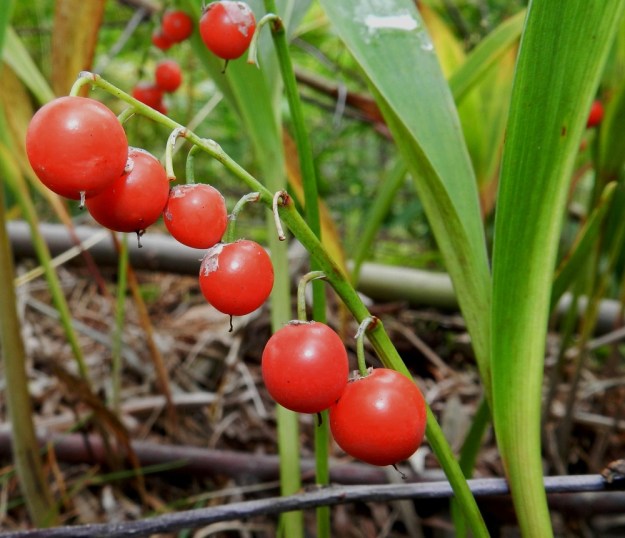 Convallaria majalis - (kello)kielon marja on pyöreä, punainen tai kellanpunainen ja läpimitaltaan tavallisesti noin 7-10 mm. Marjoissa säilyy emin vartalo pitkään. Kuvan yksilön pölytystulos on ollut loistava, sillä kahdeksasta kukasta kuusi on kehittynyt marjaksi asti. EH, Janakkala, Vuortenkylä, Tunturinvuori, harjun lakialue, luonnonsuojelualue, 1.9.2012. Copyright Hannu Kämäräinen.