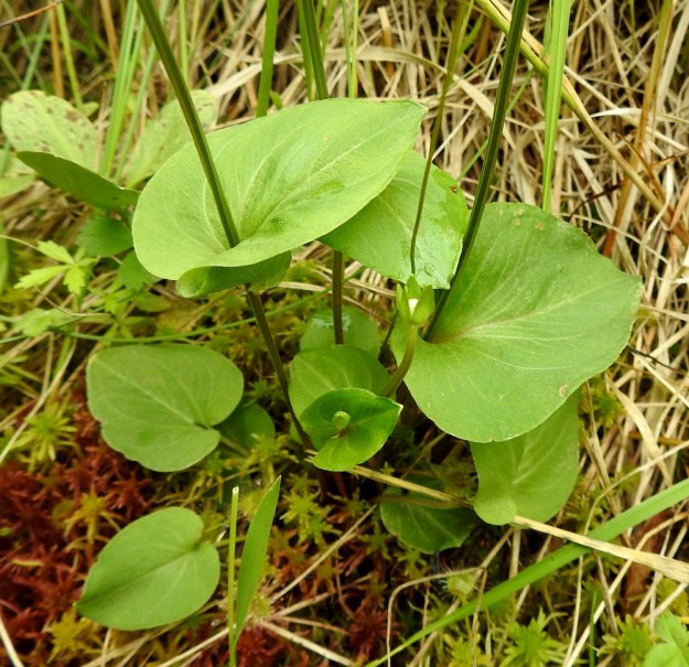 Parnassia palustris - suovilukon varret ovat särmikkäät ja lehtien tavoin kaljut. Varsilehdet ovat ruodittomat ja niiden lapa on aluslehtien kaltainen mutta tyveltään yleensä sepivä. PS, Joroinen, Ryyhtölä, Saarikko-lampi, lammen rantaneva, luonnonsuojelualue, 12.7.2019. Copyright Hannu Kämäräinen.
