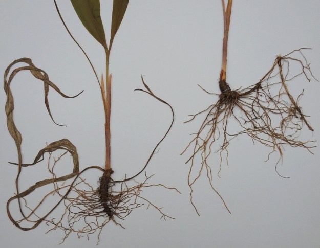 Convallaria majalis - (kello)kielon pääjuurakko on pysty tai vino, vanhojen lehtisäikeiden peittämä ja runsasjuurinen. Pääjuuri kasvattaa vaakatasossa levittäytyviä, ohuita ja nivelkohdistaan haarovia, pitkiä maarönsyjä, joiden avulla laji levittäytyy tehokkaasti (näkyy oikealla olevassa juurakossa). Verson tyvellä on 4-5 kalvomaista, lavatonta ja ruskehtavaa tai sinipunertavaa alalehteä. Vasemmalla olevassa yksilössä on vielä jäljellä edellisen kasvukauden kuivuneita lehtipareja. EH, Hämeenlinna, Loimalahti, Kolkanmäki, harvahko kangasmetsä, 6.6.1988. Kuva näytteestä, copyright Hannu Kämäräinen.