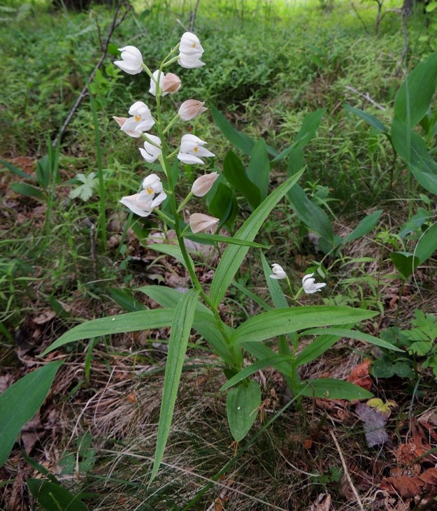 Cephalanthera longifolia - miekkavalkku on tavallisesti noin 25-50 cm korkea. Nimensä mukaisia, vuoroittaisia ja enemmän tai vähemmän sivulle siirottavia varsilehtiä on yleisimmin 6-10. Alin niistä on muita pienempi ja soikeahko tai kapeansoikea. Muut varsilehdet ovat suikeat tai lähes tasasoukat sekä pitkä- ja teräväkärkiset. A, Lemland, 11.6.2014. Copyright Hannu Kämäräinen.