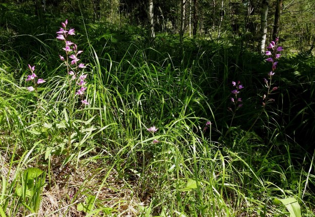 Cephalanthera rubra - punavalkku on äärimmäisen uhanalainen (CR) laji, jonka 1980-luvulla luultiin jo kadonneen Suomesta kokonaan. Tällä vuosituhannella se on löydetty 14 paikasta. Niistä 13 on Varsinais-Suomen ja 1 Uudenmaan eliömaakunnissa. Kasvustot ovat niin niukkoja, että on poikkeuksellinen onni saada peräti kahdeksan versoa samaan kuvaan. Kuvassa olevien versojen pituus vaihteli välillä 30-63 cm. Ympärillä olevina seuralaisina oli mm. metsäkastikka, Calamagrostis arundinacea ja kangasmaitikka, Melampyrum pratense. Taustalla kasvava taigasananjalka, Pteridium pinetorum, muodostaa punavalkulle uhkan, koska sen laajeneva kasvusto voi varjostuksellaan tukahduttaa koko esiintymän. Yksi valkkuverso kasvoikin sananjalkojen keskellä ja oli venyttänyt itsensä peräti 82 senttiin saadakseen kukintonsa niiden yläpuolelle. V, Salo, 3.7.2021. Copyright Hannu Kämäräinen.
