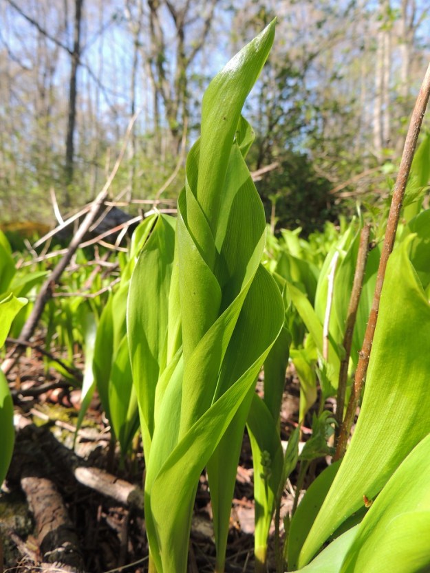 Convallaria majalis - (kello)kielon lehdet versovat keväällä rullautuneina sisäkkäin. EH, Hattula, Metsänkylä, Vanajaveden Metsänkylänlahden kynäjalavalehto, luonnonsuojelualue, 17.5.2014. Copyright Hannu Kämäräinen.