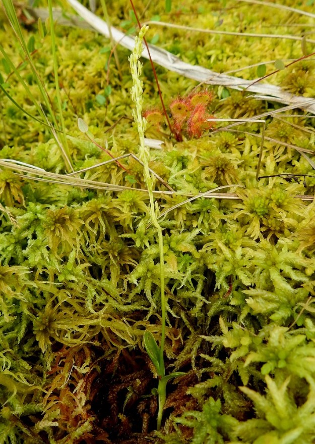 Hammarbya paludosa - suovalkku on varmasti vaikeimmin huomattava suomalainen kämmekkälaji. Se on kauttaaltaan vihreäsävyinen ja kasvaa usein puolipiilossa rahkasammaleen joukossa. Kuvan yksilöstäkin pisti vain kukintotähkä esiin sammalmättään keskeltä. Kuvausta varten mätästä on tilapäisesti raotettu. Kuvassa seuralaisina pyöreälehtikihokki, Drosera rotundifolia ja isokarpalo, Vaccinium oxycoccos. EH, Kangasala, Sahalahti, Isolahti, Mutajärvi-lammen rantaneva upottavan rimmen laidoilla, lähellä vesirajaa, 9.7.2021. Copyright Hannu Kämäräinen.