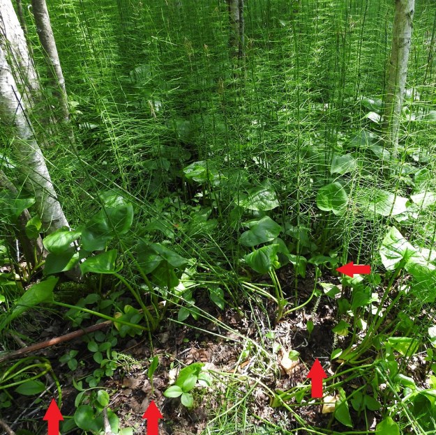 Malaxis monophyllos - sääskenvalkku jää kasviharrastajaltakin helposti huomaamatta. Pieni, hento ja kauttaaltaan vihreä tai vihreähkö kämmekkä ei juuri silmään pökkää, varsinkin jos se kasvaa muiden, huomattavasti kookkaampien lajien seurassa. Kuvassa seuralaisina mm. suovehka, Calla palustris, raate, Menyanthes trifoliata ja järvikorte, Equisetum fluviatile. U, Vantaa, 27.6.2021. Copyright Hannu Kämäräinen.
