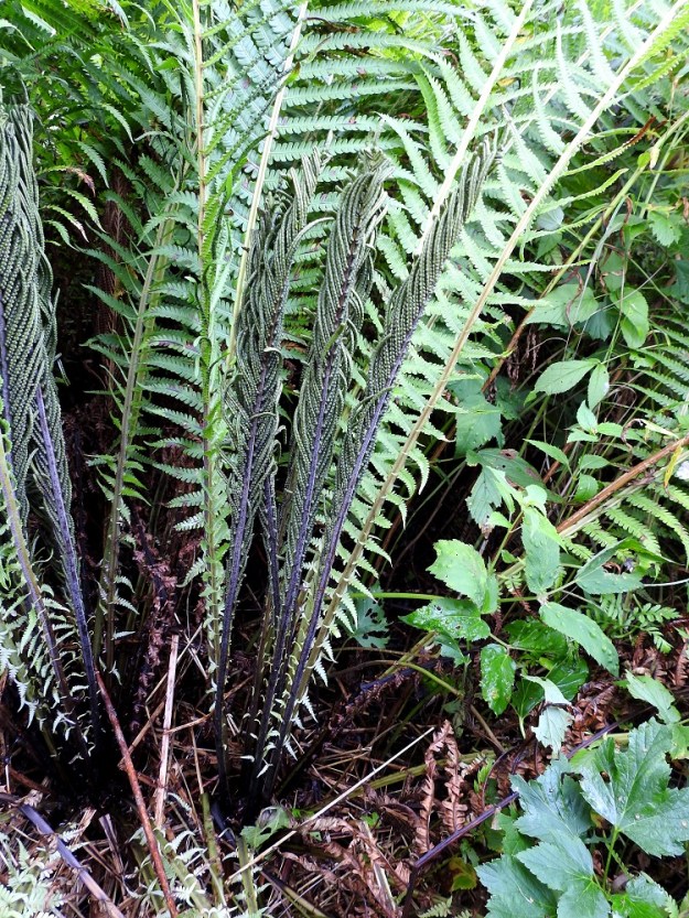 Matteuccia struthiopteris - kotkansiiven itiöpesäkkeelliset lehdet ovat huomattavasti itiöpesäkkeettömiä lehtiä pienemmät ja lähinnä suikeat. Niiden pituus on yleensä noin 25-50 cm. Ne alkavat loppukesällä itiöiden kypsyessä tummua. EH, Hämeenlinna, Loimalahti, Kuokkamaa, avoin sähkölinjakaista Myllyojan puron länsirannalla, 21.8.2021. Copyright Hannu Kämäräinen.