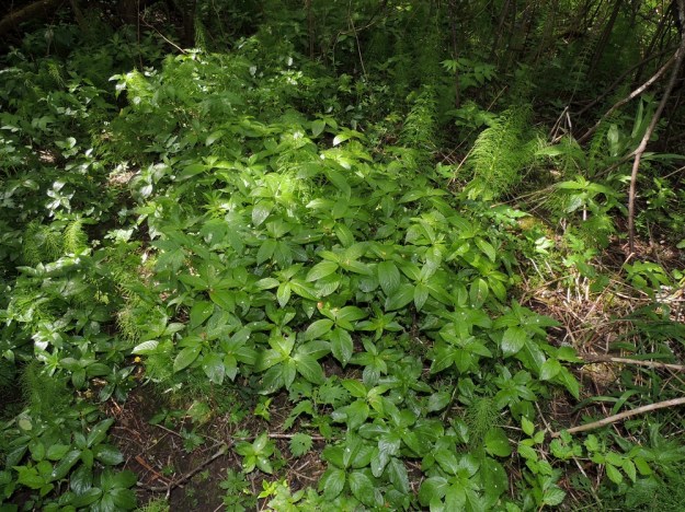 Mercurialis perennis - lehtosinijuuri on suomalaisen nimensä mukaisesti lehtokasvi ja kasvaa sopivilla paikoilla laajoinakin kasvustoina. Toisin kuin kuvasta voisi päätellä, laji on kuitenkin harvinainen ja esiintyy luontaisena vain Ahvenanmaan, Varsinais-Suomen ja Uudenmaan eliömaakunnissa. U, Järvenpää, Keravanjoen itäpuoli, Lemmenlaakso, joen ranta ja lehtoinen rantametsä, 21.5.2016. Copyright Hannu Kämäräinen.