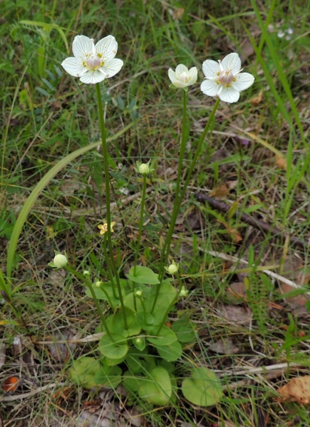 Parnassia palustris - suovilukko on pysty ja noin 5-25 cm korkea. Varret kasvavat yksittäin tai usein ryhminä. Ne ovat haarattomia ja pitkältä matkalta lehdettömiä. Kukat ovat yksittäin vartensa kärjessä. Tieteellisen ja suomalaisen nimensä mukaisesti suovilukko on märkien tai ainakin kosteiden paikkojen kasvi. Ilmeisesti kalkin voimalla kuvan yksilö on kelpuuttanut kasvupaikakseen vanhan tieuran. KP, Vimpeli, Koskelasta koilliseen oleva Kotakangas, entinen kalkkilouhosalue, louhosaltaan reunaa kulkeva vanha tieura, 18.7.2015. Copyright Hannu Kämäräinen.