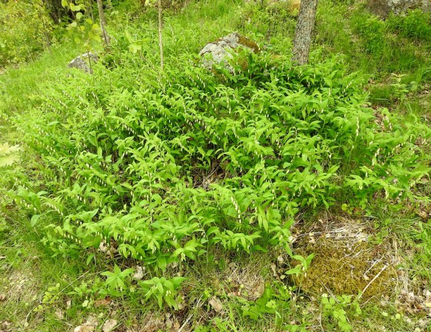 Polygonatum odoratum - kalliokielo muodostaa hyville kasvupaikoille tiheitä ja laajojakin kasvustoja, jotka syntyvät kasvullisesti juuriston levittäytyessä. V, Turku, Raunistula, koulun urheilukentän pohjoispuolella oleva avokallioinen kumpare, 28.5.2021. Copyright Hannu Kämäräinen.