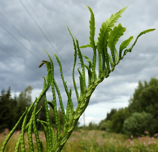 Matteuccia struthiopteris - kotkansiiven fertiileissä lehdissä ovat lähes aina kaikki sivulehdykät koko mitaltaan itiöpesäkkeellisiä ja niiden laidat ovat alaspäin kiertyneet. Joskus harvoin osa sivulehdyköistä voi jäädä kuvan tavoin osittain steriileiksi. Tällöin kiertymättömien lehdyköiden tylppä pariliuskaisuus tulee hyvin esille. EH, Hämeenlinna, Loimalahti, Kuokkamaa, avoin sähkölinjakaista Myllyojan puron länsirannalla, 30.7.2021. Copyright Hannu Kämäräinen.