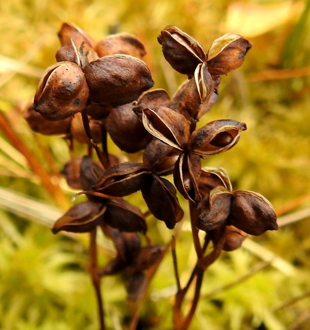 Scheuchzeria palustris - leväkön tuppilot kuivuvat avautumisvaiheessa ruskeiksi. Niiden lokerot aukeavat syksyllä yläpuolen saumasta Kussakin lokerossa on kaksi siementä. EH, Hämeenlinna, Pullerinmäki, Ahvenistonharjun juurella olevan Kahtoilammen luoteispään rantaneva lähellä vesirajaa, 15.9.2021. Copyright Hannu Kämäräinen.