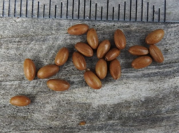 Viola stagnina (V. persicifolia) - rantaorvokin lehtien korvakkeet ovat yleensä suikeita tai kapeansuikeita ja lähes ehytlaitaisia tai erityisesti tyviosastaan harvahkosti ripsihampaisia. Ne ovat tavallisesti noin 5-15 mm pitkiä ja noin 0,3-2 mm leveitä sekä yleensä lehtiruotia lyhyempiä. EH, Vesilahti, Mantere, Peltosaari, Hulausjärven rantaan vievän peltotien ison laitaojan rinne, 6.6.2015. Copyright Hannu Kämäräinen.