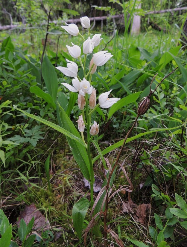Cephalanthera longifolia - miekkavalkun kukintotähkä on harsu ja tavallisesti noin 5-20-kukkainen. Kuvan yksilössä kukkia on 15. Ne ovat yläviistot ja ennen lakastumisvaihetta puhtaanvalkoiset. Kuvassa on myös edellisvuotinen kukkavarsi, johon näyttää kehittyneen vain yksi siemenkota. A, Lemland, 13.6.2014. Copyright Hannu Kämäräinen.