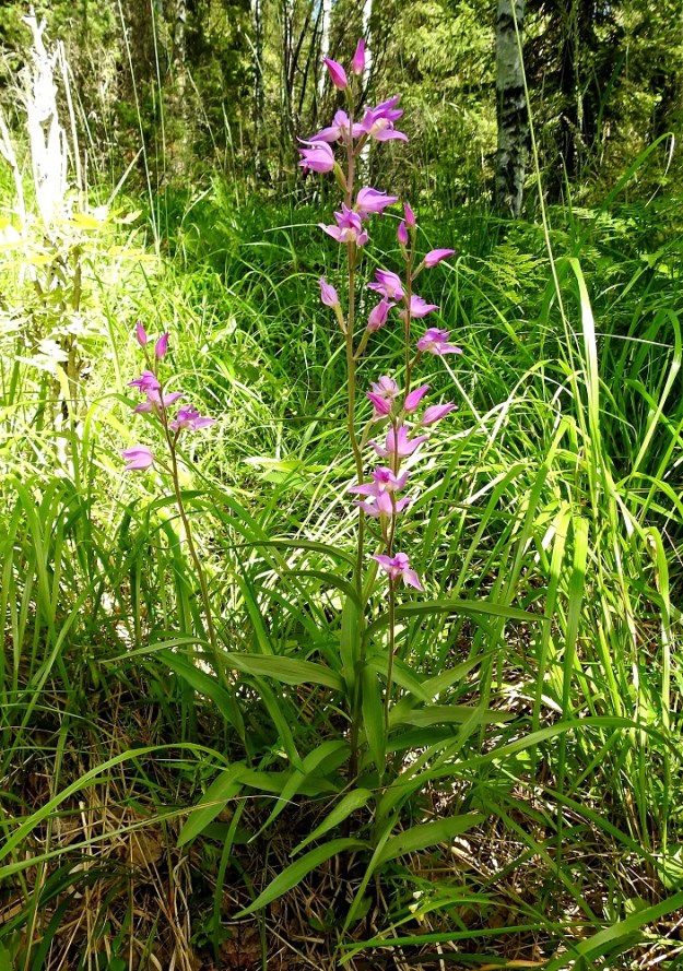 Cephalanthera rubra - punavalkun kotien kehittyminen on lähes olematonta ja siementuotantokin on heikkoa. Onneksi se pystyy jossain määrin levittäytymään kasvullisesti vaakasuoraan kasvavien juuriensa avulla. Juuriin voi kehittyä jälkisilmuja, joista nousee uusia versoja. Näin ollen lähekkäiset versot ovat yleensä samaa kasviyksilöä. V, Salo, 3.7.2021. Copyright Hannu Kämäräinen.