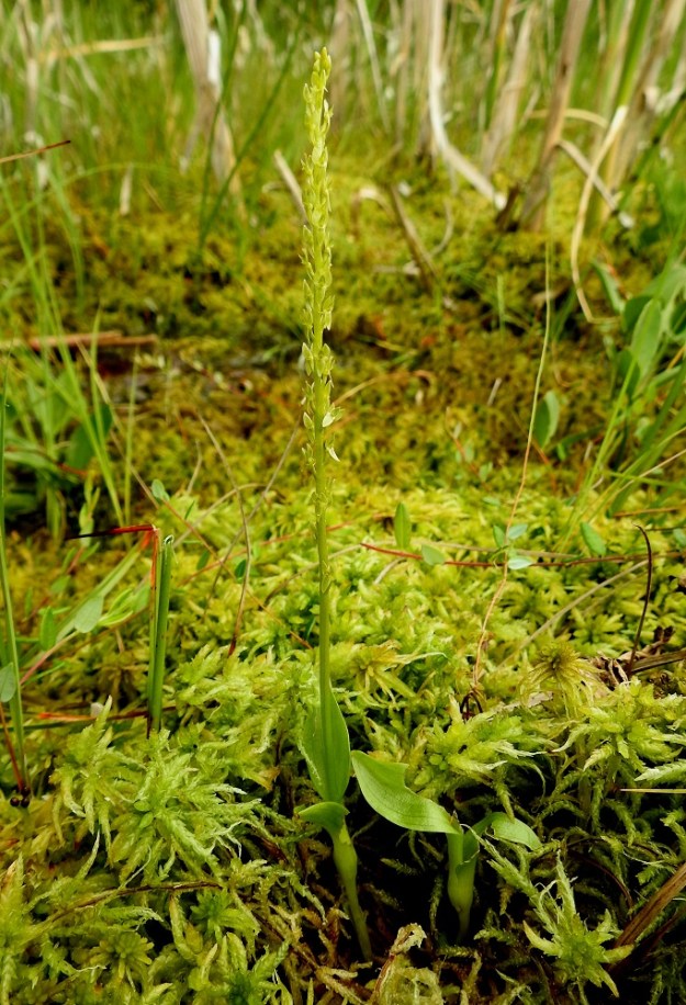 Hammarbya paludosa - suovalkku on tavallisesti noin 5-15 cm pitkä. Kuvan yksilön pituus tyvipaksunnoksen juuresta latvaan on 14 cm. Kukintotähkän osuus vaihtelee noin kolmasosasta yli puoleenkin kasvin koko pituudesta. EH, Kangasala, Sahalahti, Isolahti, Mutajärvi-lammen rantaneva upottavan rimmen laidoilla, lähellä vesirajaa, 9.7.2021. Copyright Hannu Kämäräinen.