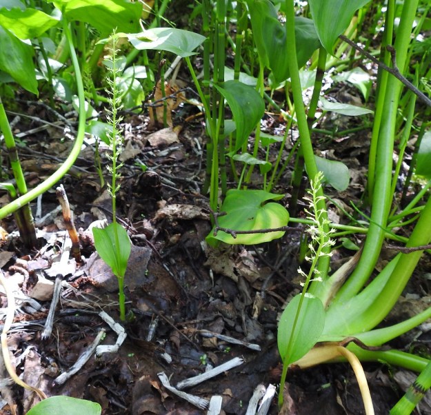 Malaxis monophyllos - sääskenvalkun tyypillisiä kasvupaikkoja ovat letot, leppäkorvet, tervaleppäluhdat, märät niityt, lähteiköt ja rantahetteiköt. Se kestää hyvin märkyyttä, mutta heikkona kilpailijana hyötyy kasvualustansa ajoittaisesta avautumisesta ja rikkoutumisesta. Kuvan kasvupaikalla isoista seuralaislajeista huolimatta ajoittainen vedennousu estää maanpinnan umpeutumisen. U, Vantaa, 27.6.2021. Copyright Hannu Kämäräinen.