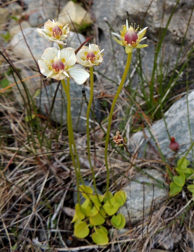 Parnassia palustris - suovilukon kasvupaikkoina ovat useimmiten suo- ja rantaniityt, letot, lettokorvet ja puronvarret sekä soistuvat tai kausikosteat niityt. Kukinnan loppuvaiheessa yhä kookkaammaksi paisuva ja punaruskeaksi tummeneva emiö on kukan hallitseva elementti. EnL, Enontekiö, Kilpisjärvi, Saanan lounainen alarinne Käsivarrentien laidassa, lettosuon reunan valuvetinen kivikkorinne, 485 m mpy, 16.7.2013. Copyright Hannu Kämäräinen.