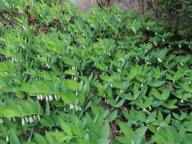 Polygonatum odoratum - kalliokielon varsi on latvaosastaan viisto tai nuokkuva. Tutkimusten mukaan vain noin 25 prosenttia kasvuston versoista kukkii. Kuvan esittämässä varsikossa kukintaprosentti on kyllä huomattavasti suurempi. A, Maarianhamina, Länsisataman pohjoispuoli, Badhusbergetin mereen laskeva, kallioinen rinne, 1.6.2013. Copyright Hannu Kämäräinen.
