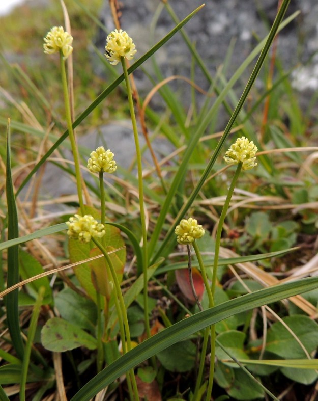 Tofieldia pusilla - pohjankarhunruohon esiintymisalue painottuu Pohjois-Suomeen. Sen tapaa useimmiten lettosoilta, rantasoistumilta ja puronvarsista sekä kosteilta sammalkallioilta ja ravinteisilta tunturikankailta. EnL, Enontekiö, Kilpisjärvi, Saana, luoteisrinteen tunturikangas lähellä lounaista pahtaseinämää, 735 m mpy, 17.7.2013. Copyright Hannu Kämäräinen.