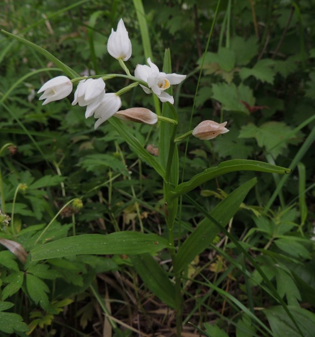 Cephalanthera longifolia - miekkavalkun koko ja kukkien määrä sekä ulkomuoto yleensäkin vaihtelevat. A, Lemland, 11.6.2014. Copyright Hannu Kämäräinen.