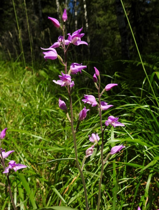 Cephalanthera rubra - punavalkun kukkien määrä vaihtelee yleensä välillä 3-15. Kasvupaikalla, jolta kuvasarja on otettu vaihteluväli oli 2-10. V, Salo, 3.7.2021. Copyright Hannu Kämäräinen.