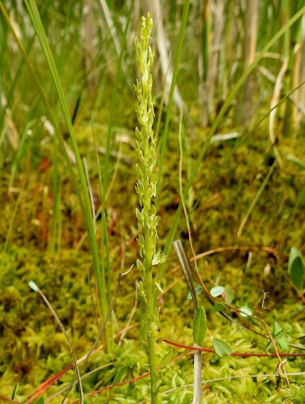 Hammarbya paludosa - suovalkun kukintotähkä on yleensä noin 2-9 cm pitkä (kuvan yksilöllä 8,5 cm) ja vain noin 5-7 mm leveä. Kukat ovat kierteisesti ja niitä on tavallisesti noin 5-35 (kuvan yksilössä juuri 35). EH, Kangasala, Sahalahti, Isolahti, Mutajärvi-lammen rantaneva upottavan rimmen laidoilla, lähellä vesirajaa, 9.7.2021. Copyright Hannu Kämäräinen.