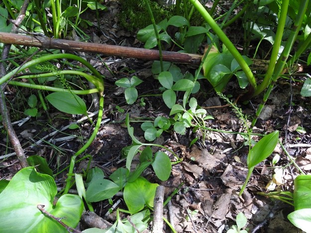 Malaxis monophyllos - sääskenvalkun kasvupaikkoja on löydetty eteläisimmästä Suomesta aina Sompion Lappiin saakka. Se on kuitenkin viime vuosikymmeninä selvästi taantunut ja esiintymät ovat pieniä sekä ns. Lapin kolmiota lukuun ottamatta myös hajallaan. Laji on luonnollisesti rauhoitettu ja uhanalaisarviossa todettu erittäin uhanalaiseksi (EN). U, Vantaa, 27.6.2021. Copyright Hannu Kämäräinen.