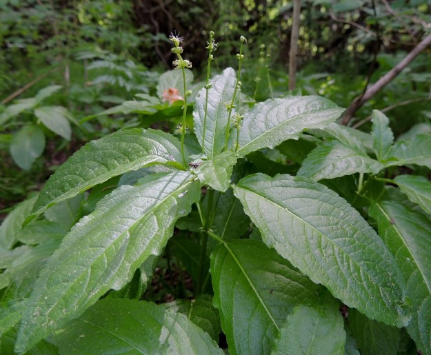 Mercurialis perennis - lehtosinijuuri on kaksikotinen kasvi eli sen hede- ja emikukat ovat eri yksilöissä. Vastakkain olevat, ruodilliset lehdet keskittyvät verson latvaosaan. U, Järvenpää, Keravanjoen itäpuoli, Lemmenlaakso, joen ranta ja lehtoinen rantametsä, 21.5.2016. Copyright Hannu Kämäräinen.
