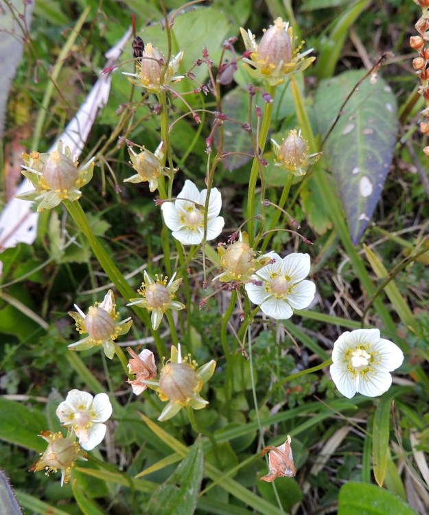 Parnassia palustris - suovilukon monivartisten tuppaiden kukinta-aika on pitkä. Niinpä samassa kasvustossa on usein kukkivia varsia ja kotavaiheeseen kypsyviä varsia. EnL, Enontekiö, Kilpisjärvi, Saanan lounainen alarinne Käsivarrentien laidassa, lettosuon reunan valuvetinen kivikkorinne, 485 m mpy, 16.7.2013. Copyright Hannu Kämäräinen.