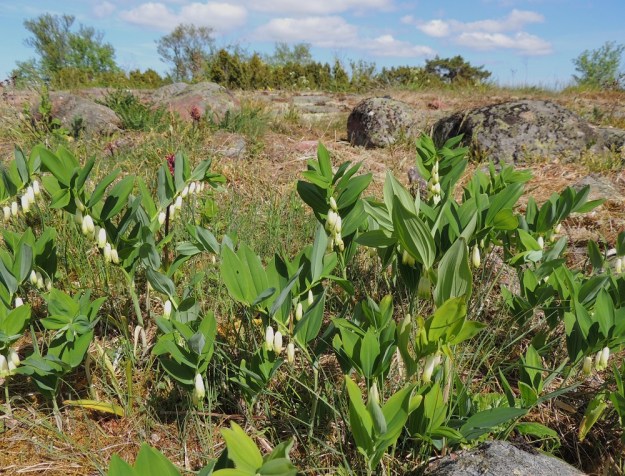 Polygonatum odoratum - kalliokielo kasvaa suomalaisen nimensä mukaisesti kallioilla, kivikoissa ja kivikkoisilla rinteillä mutta myös harjuilla, niityillä, lehdoissa ja lettokorvissa, toisinaan pientareillakin. Kuvassa taustalla myös seljakämmekkä, Dactylorhiza sambucina. A, Lemland, Styrsön ja Nåtön välinen Rödgrundet, jonka maantie lävistää, kallioketo, 27.5.2013. Copyright Hannu Kämäräinen.