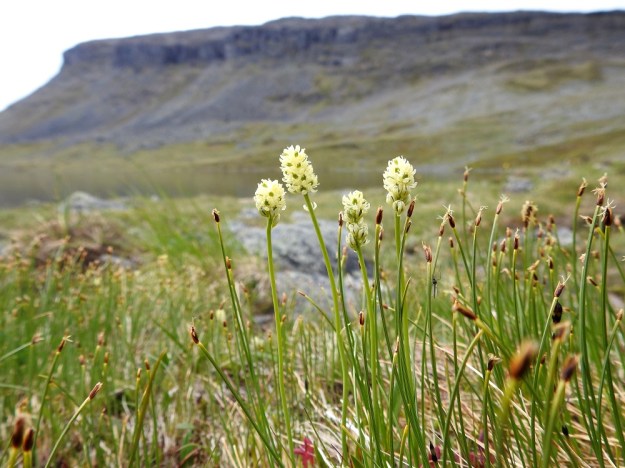 Tofieldia pusilla - pohjankarhunruohoa voidaan pitää kalkinsuosijana. Se vaatii kuitenkin ympärilleen avaruutta eikä menesty rehevän, korkeamman kasvillisuuden paineessa. Kuvassa seuralaisena on tupasluikka, Trichophorum cespitosum. EnL, Enontekiö, Kilpisjärvi, Saanan koillispuoli, Saanajärven pohjoispäähän laskevan tunturipuron laide, 680 m mpy, 6.7.2018. Copyright Hannu Kämäräinen.