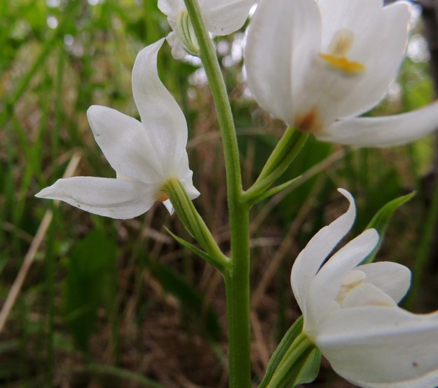 Cephalanthera longifolia - miekkavalkun kukan sikiäin on kapean lieriömäinen, kohosuoninen, kierteinen ja kalju. Se on yleensä noin 10-15 mm pitkä. Kukan tyvellä oleva tukilehti on suikea, kalju ja pieni sekä sikiäintä selvästi lyhyempi, paitsi alimmissa kukissa, joissa se on malliltaan ylempien varsilehtien kaltainen mutta kukan mittainen tai sitä paljonkin pitempi. A, Lemland, 11.6.2014. Copyright Hannu Kämäräinen.