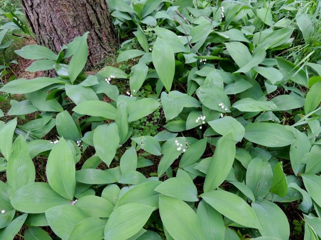 Convallaria majalis - (kello)kielon lehdet saavat kesän edetessä pintaansa useimmiten sinivihreän sävyn. On laskettu, että vain 2-3 prosenttia kielokasvuston versoista olisi kukallisia. Herää kysymys, voisiko ainakin osasyynä olla kasvullinen leviäminen, jossa kukinnot eivät ole enää tarpeen. EH, Hämeenlinna, Loimalahti, Hirsimäki, harvapuustoinen kangasmaasto, kävelytien laide, 20.6.2015. Copyright Hannu Kämäräinen.