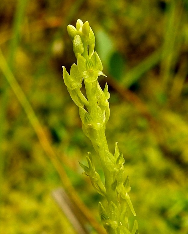 Hammarbya paludosa - suovalkun kukka on perän täydellisen kiertymisen johdosta alkuperäisessä asennossaan eli huuli ylöspäin. Kaikki kehälehdet ovat kellanvihreät ja kolmiomaiset tai puikeat. Kuudesta kehälehdestä kolme ulommaista ovat noin 2,5-3,5 mm pitkiä. Kaksi niistä on suuntautunut vierekkäin ylös ja yksi suoraan alaspäin. Kaksi sisempää kehälehteä siirottavat suoraan sivulle. Ne ovat pitkäsuippuisen teräväkärkiset sekä noin 1,5 mm pitkät. Kolmas sisempi kehälehti eli huuli on kannukseton, kovera ja teräväkärkinen sekä noin 1,5 mm pitkä ja tyveltään noin 1-1,5 mm leveä. EH, Kangasala, Sahalahti, Isolahti, Mutajärvi-lammen rantaneva upottavan rimmen laidoilla, lähellä vesirajaa, 9.7.2021. Copyright Hannu Kämäräinen.