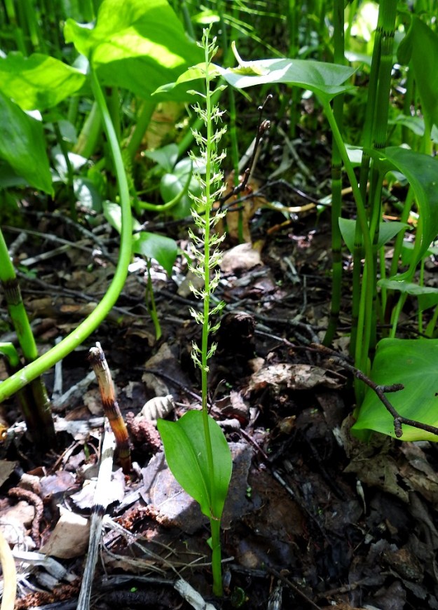 Malaxis monophyllos - sääskenvalkku on hoikka kasvi, jonka pituudesta usein noin puolet - tai joskus enemmänkin, kuten kuvassa - muodostaa kukintotähkä, joka on tavallisesti noin 5-10 cm pitkä ja noin 25-60-kukkainen Kuvan yksilöllä kukkia on hieman yli 60. U, Vantaa, 27.6.2021. Copyright Hannu Kämäräinen.