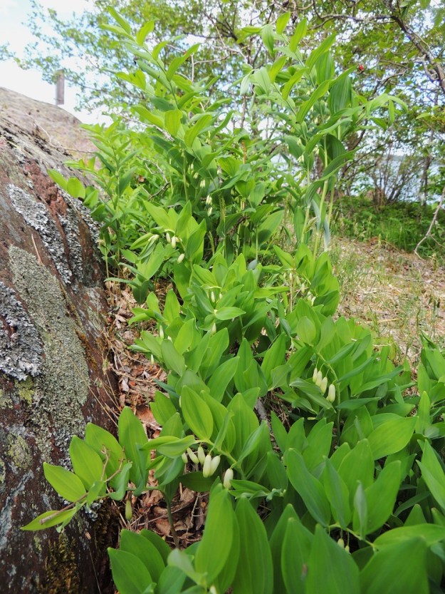 Polygonatum odoratum - kalliokielo ja taustalla kasvava lehtokielo, P. multiflorum, voivat eteläisimmässä Suomessa kasvaa samoillakin kasvupaikoilla. Lajit myös risteytyvät keskenään. Risteymälle on annettu oma nimi, tarhakielo, P. xhybridum ja sitä käytetään myös koristekasvina. A, Lemland, Styrsön ja Nåtön välinen Rödgrundet, jonka maantie lävistää, rantakallion vierus, 27.5.2013. Copyright Hannu Kämäräinen.