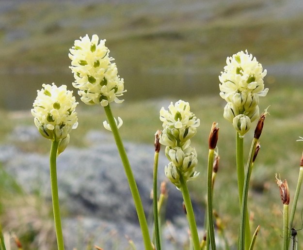 Tofieldia pusilla - pohjankarhunruohon kukinto on tavallisesti noin 5-20 mm pitkä ja noin 4-7 mm leveä, tiheä ja tähkämäinen latvaterttu, jonka yleisväri kukintovaiheessa on kellan- tai vihertävänvalkoinen. Varret ovat liereät ja kaljut. EnL, Enontekiö, Kilpisjärvi, Saanan koillispuoli, Saanajärven pohjoispäähän laskevan tunturipuron laide, 680 m mpy, 6.7.2018. Copyright Hannu Kämäräinen.