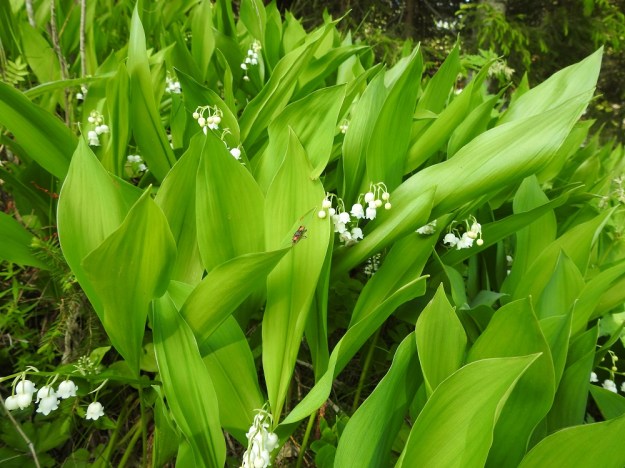 Convallaria majalis - (kello)kielo on kaikilta osiltaan myrkyllinen. Siitä huolimatta sitä kerätään mielellään kukkakimppuihin. Sen käsittely ei olekaan millään tavoin vahingollista eikä myrkyllisiä aineita erity edes maljakkoveteen. Vain marjojen, kukkien tai lehtien syöminen aiheuttaa myrkytysoireita. Alkukesällä kukkivan kielon tuntevat lähes kaikki ja se onkin valittu Suomen kansalliskukaksi. EH, Hämeenlinna, Vuorentaka Kurala, Lakeentien päästä lähtevän metsä- ja peltotien laide, 1.6.2019. Copyright Hannu Kämäräinen.